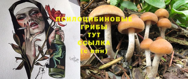 прущие грибы Алзамай